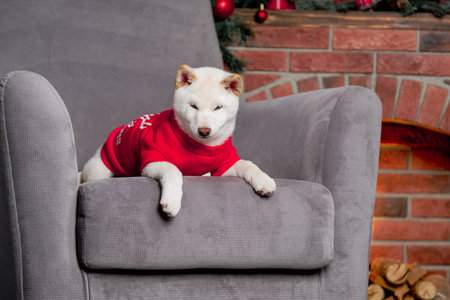 white new year christmas shiba inu shikoku hokkaido dogの写真素材