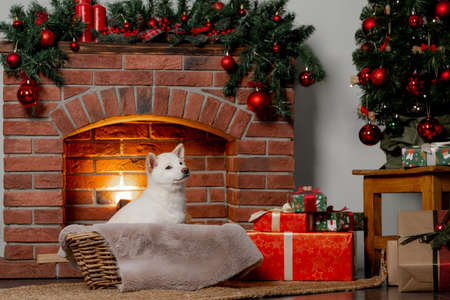 white new year christmas shiba inu shikoku hokkaido dogの写真素材