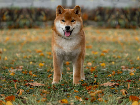 young red shiba inu autumnの写真素材