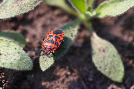 Insect bedbug on top of leaflets