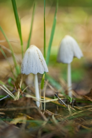 White mushrooms in the forest with green grassの写真素材