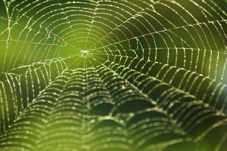 Shining water drops on spiderweb over green forest の写真素材