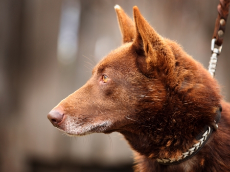 Red dog face with yellow eyes on outdoorsの写真素材