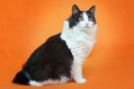 Black and white cat on orange backgroundの写真素材