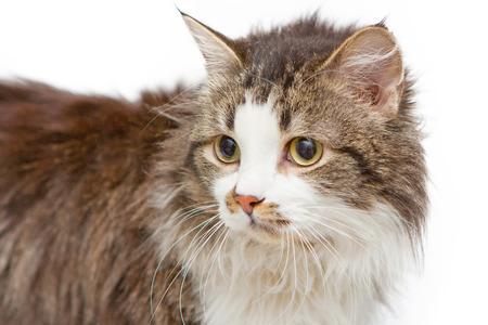 Sad cat with yellow eyes の写真素材