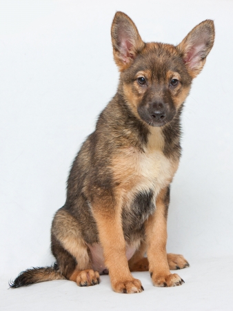 Brown puppy sitting の写真素材