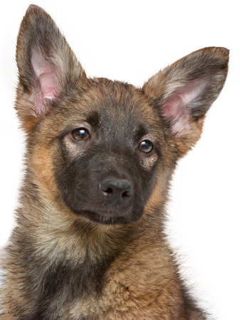 Brown puppy sitting の写真素材