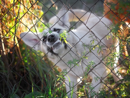 Angry aggressive dog in a steel cageの写真素材