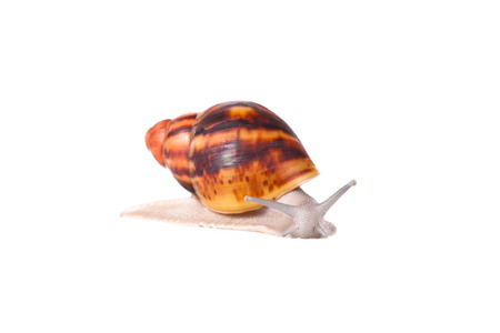 Cream striped snail 