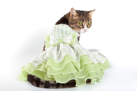 Tabby cat in green frilling dress on white の写真素材