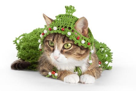 Cat wearing a Christmas tree is isolated on white の写真素材