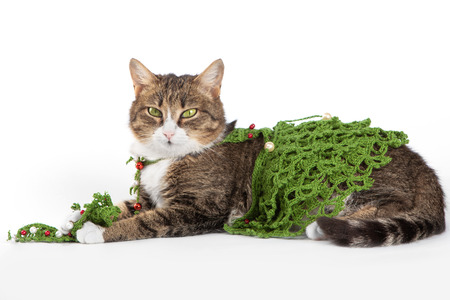 Cat wearing a Christmas tree is isolated on white の写真素材