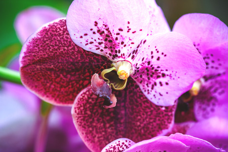 tropical beautiful purple orchids close up on summer dayの写真素材