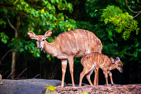 Mother's love, deer and cute fawn on stoneの写真素材