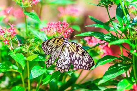 Beautiful colorful Butterfly sitting on pink flowerの写真素材