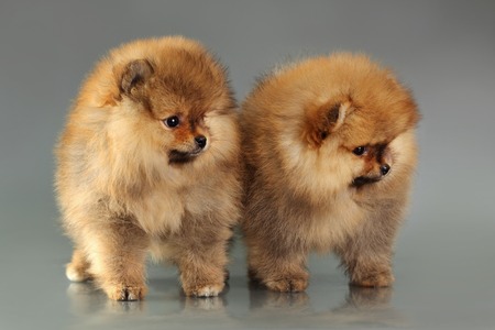 two small cute pomeranian puppies on gray backgroundの写真素材