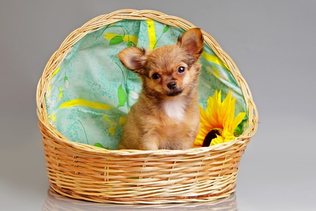 a little puppy of chihuahua on grey backgroundの写真素材