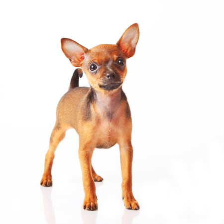 puppy of toyterrier on white isolated backgroundの写真素材