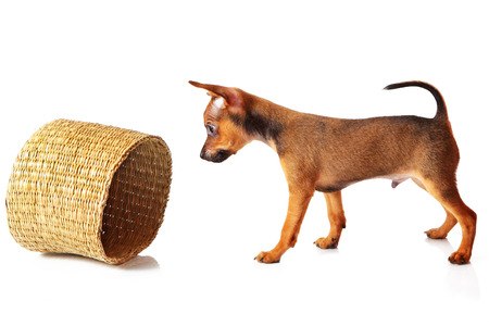 puppy of toyterrier on white isolated backgroundの写真素材