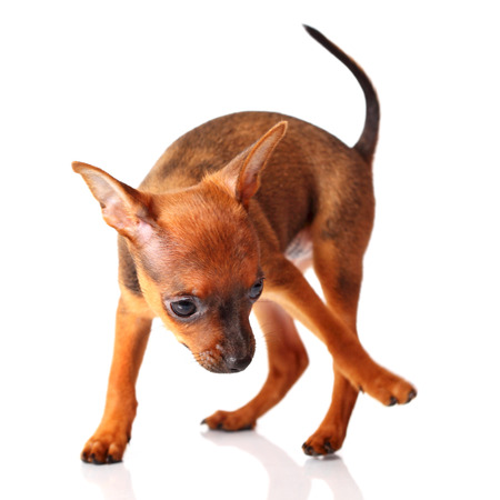 puppy of toyterrier on white isolated backgroundの写真素材