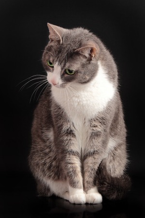 beautiful grey cat sitting on black backgroundの写真素材