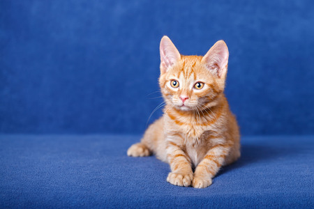 Red kitten on blue backgroundの写真素材