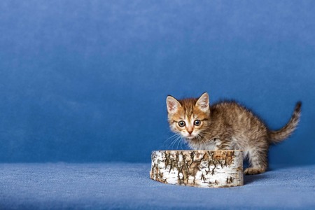 Striped kitten の写真素材