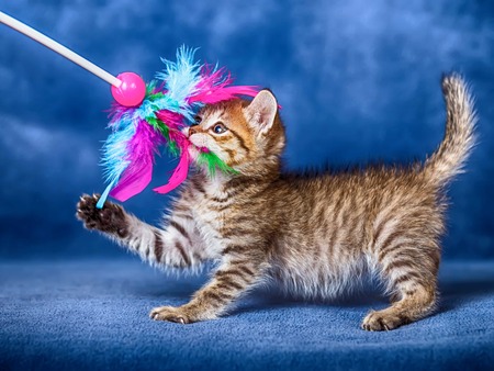 cute kittenの写真素材