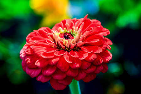 Red beautiful gerbera on green background