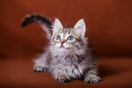 Cute striped kittenの写真素材