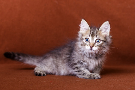 Cute striped kittenの写真素材