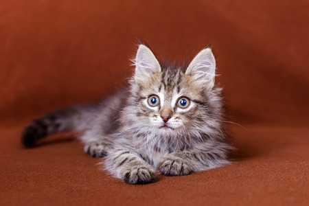 Cute striped kittenの写真素材