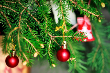 Brunch Fir Tree with young cone in vaseの写真素材