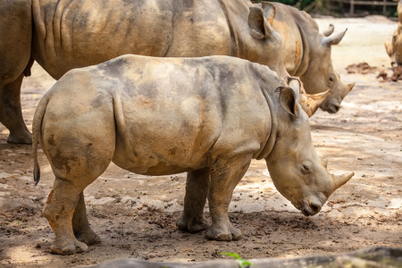 A white rhinoceros, rhino, (Ceratotherium simum) walking on sandの写真素材