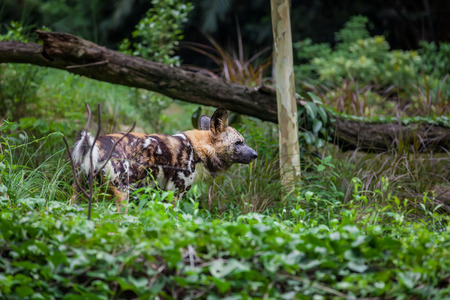 African painted Wild dog standing in the grassの写真素材