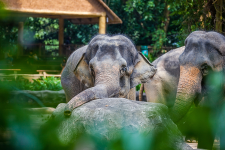 Sad young elephant laid his head on the stone and looked at the cameraの写真素材