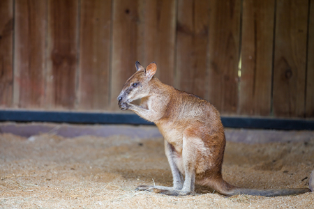 Young red kangaroo sits on the sand and eats something from his pawsの写真素材