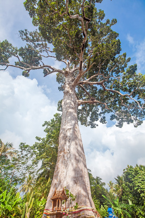 Huge ancient Yang Tree Rubber Tree with colorful decoration, symbol of life at the Baan Tai Village in Koh Phangan, Thailandの写真素材