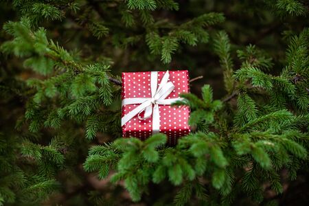 Christmas red gift box with bow among the green fir tree branch. Happy new year seasonal background.