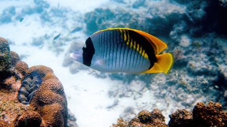 Underwater video of lined butterflyfish, biggest butterfly fish in marine lifeの写真素材