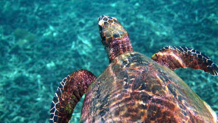 Hawksbill sea turtle at the Thailand seen while diving and snorkeling underwater. Great turtle...