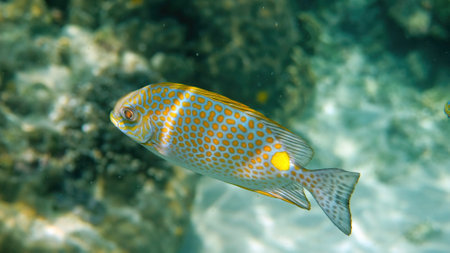 Underwater photo of golden rabbitfish Siganus guttatus school in coral reef