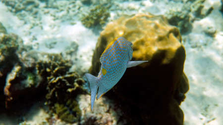 Underwater photo of golden rabbitfish Siganus guttatus school in coral reef
