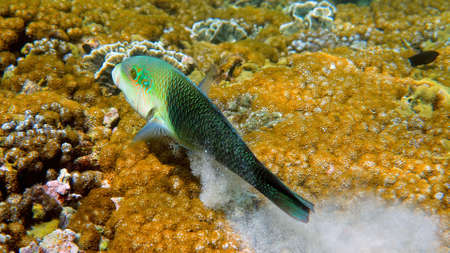 Half and half thicklip wrasse spits or Hemigymnus melapterus swimming among reef corals. Underwater...