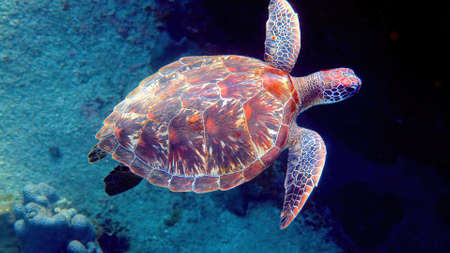 Sea turtle swims under water with small tropical fishes on background of coral reefs. Hawksbill sea...