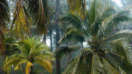 Rainy season in Asian tropical country. Heavy rain with wind in jungle. Nature background with green palm trees and falling raindrops. Fresh weather, outdoor tropical landscape. Khao Lak, Thailand.の写真素材