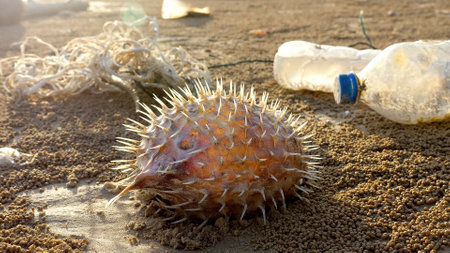 Dead fish on the seashore near garbage and plastic bottlesの写真素材