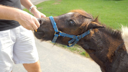 Man feeding little cute pony from hands, stroke and pat the withersの写真素材