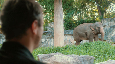 Wild Elephant Encounter. Male tourist on safari observes majestic mammal