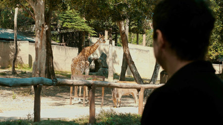 Caucasian man observes giraffe at open zoo in African wilderness.の写真素材